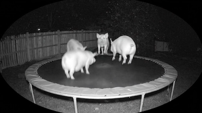 Surreal Pig Scene