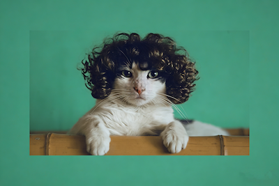 Playful Curly Effects for Pets